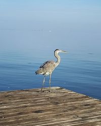 View of birds in sea