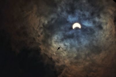 Low angle view of bird flying in sky