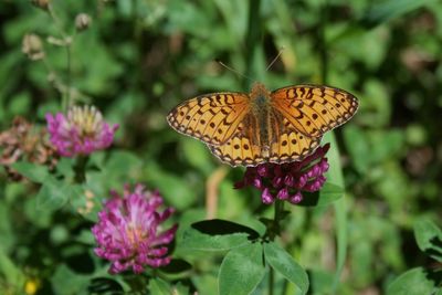 Close-up of butterfly pollinating flower