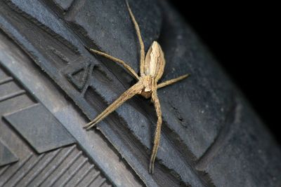 Close-up of spider crawling on tire