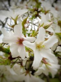 Close-up of white flowers blooming outdoors