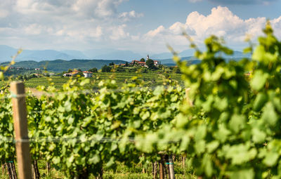 Panoramic view of agricultural field against sky