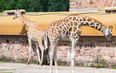 Giraffes standing at chester zoo