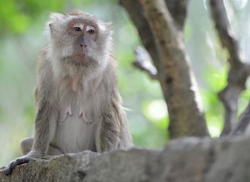 Low angle view of female monkey looking away