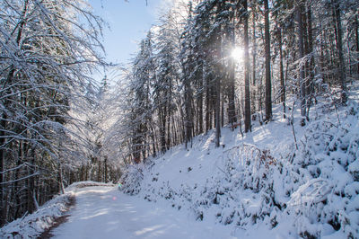 Snow covered trees against sky