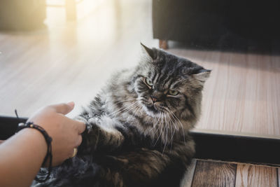 Midsection of person with cat on floor