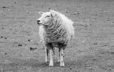 Sheep standing in a field