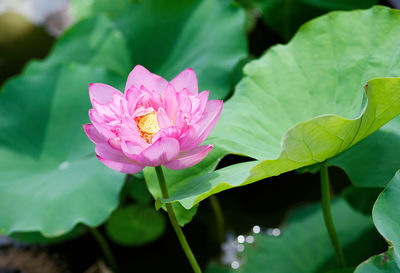 Close-up of pink water lily in pond