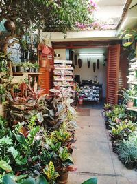 Potted plants on footpath outside building