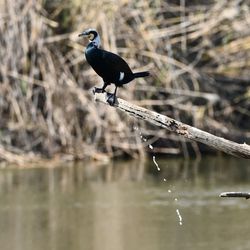 Close-up of bird perching on branch