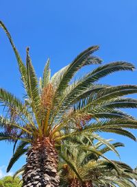 Low angle view of palm tree against blue sky