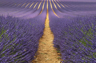 Panoramic view of purple flowering plants on field