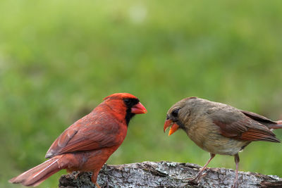 Close-up of birds perching on tree