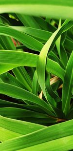 Close-up of green leaves