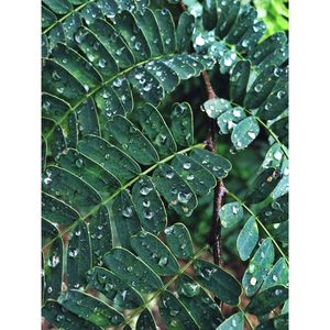 Close-up of wet plant leaves during rainy season