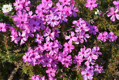 High angle view of pink flowering plants on field