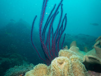 Red corals