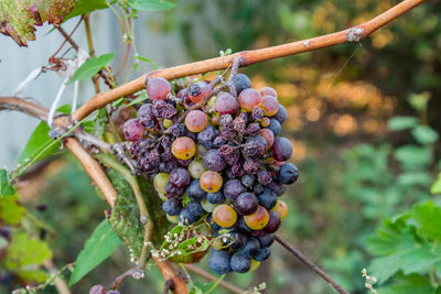 Close-up of grapes growing in vineyard