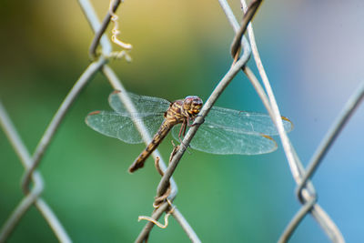 Close-up front view of dragon fly on fence