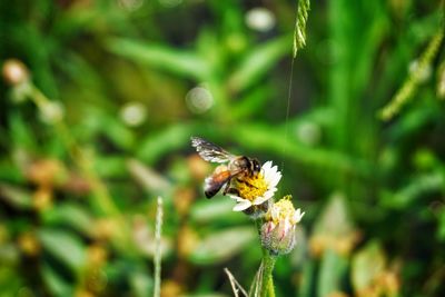 Close-up of butterfly pollinating on flower