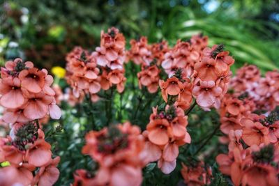 Close-up of flowering plants in park