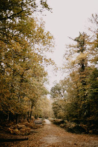 Road amidst trees in forest against clear sky