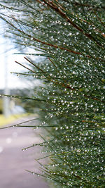 Close-up of wet tree branches