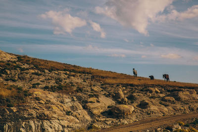 Low angle view of person with horses on landscape against sky