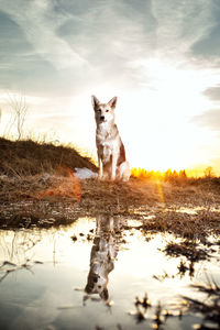 Dog on a lake