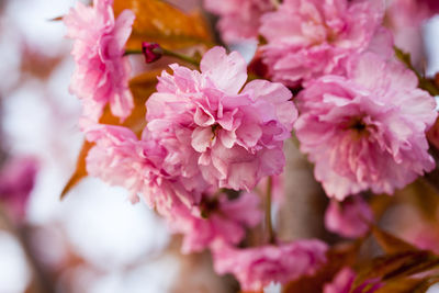 Close-up of pink cherry blossoms