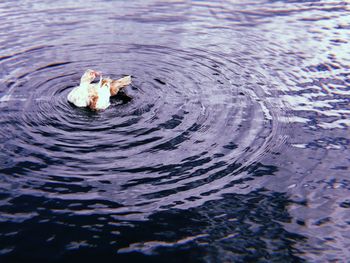 High angle view of duck swimming in lake