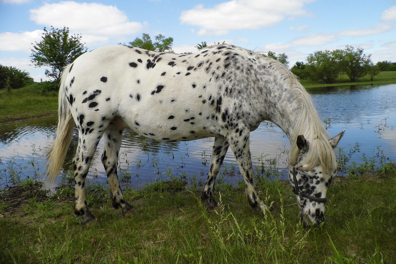 Black and white horse