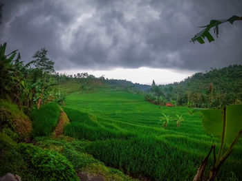 Scenic view of agricultural field against sky