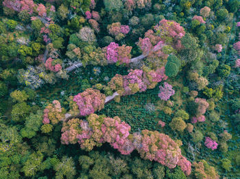 High angle view of plants growing by sea