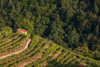 Vineyards in the background of the forest in a mountain valley