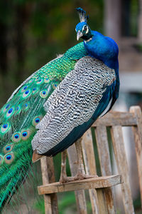 Close-up of a peacock