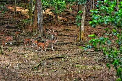 View of deer in forest