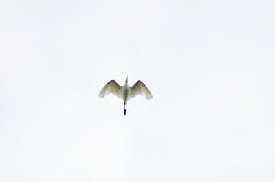 Low angle view of seagull flying in sky