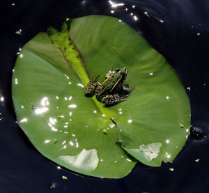 High angle view of green leaves floating on water