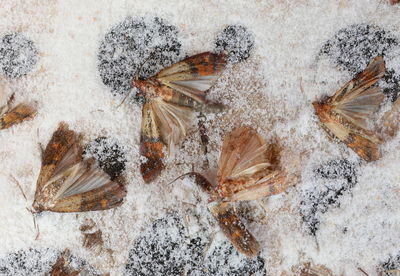 High angle view of crab on snow