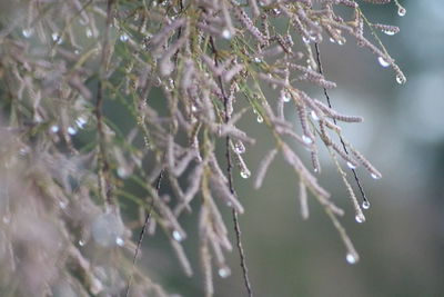 Close-up of raindrops on tree branch during rainy season