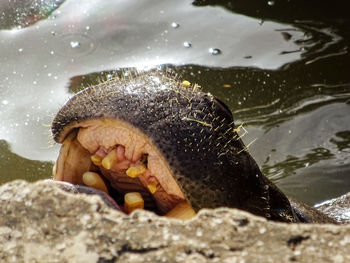 Close-up of hippopotamus in lake