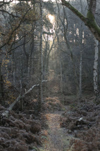 Trees in forest during winter