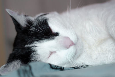 Close-up of cat sleeping