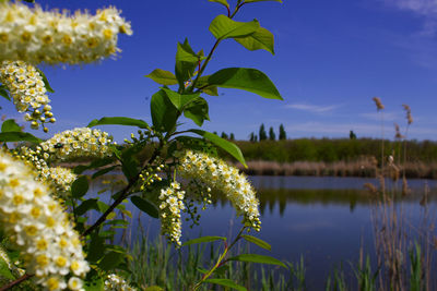 Close-up of flowering plant by lake against sky