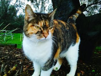 Close-up of cat looking away