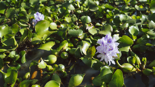 Close-up of purple flowering plants