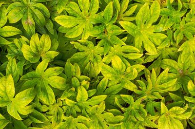 Full frame shot of fresh green plants