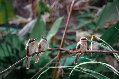 Colorful birds standing on a branch