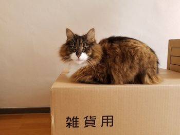 Cat in a box